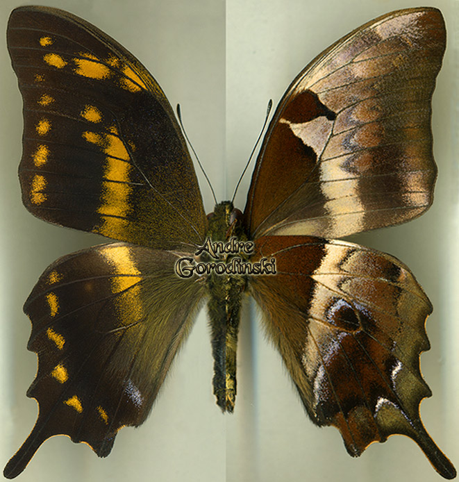 http://www.gorodinski.ru/papilionidae/Meandrusa scrion aribbas.jpg